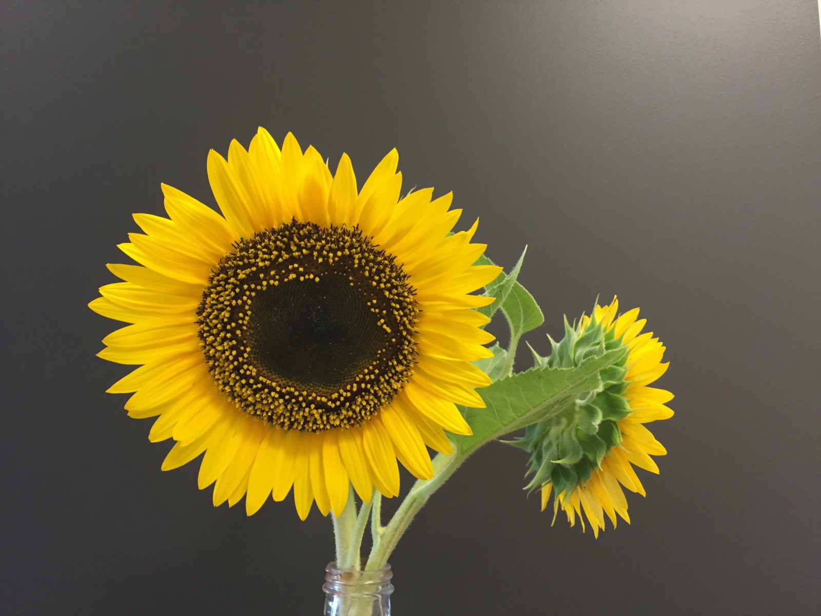 alam, Latar Belakang, bunga matahari