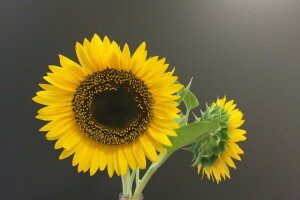 Latar Belakang, alam, bunga matahari