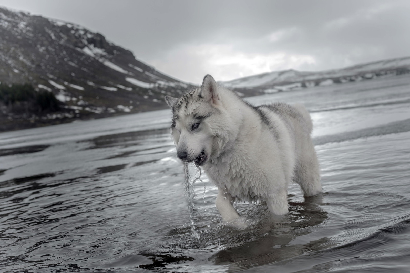 ธรรมชาติ, หมา, น้ำ