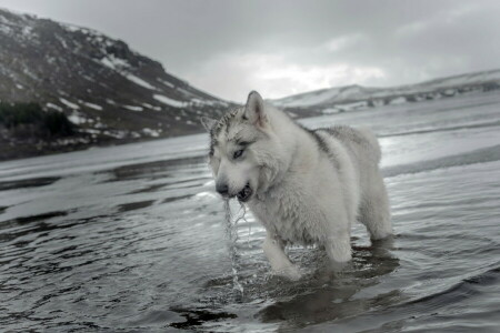 犬, 自然, 水