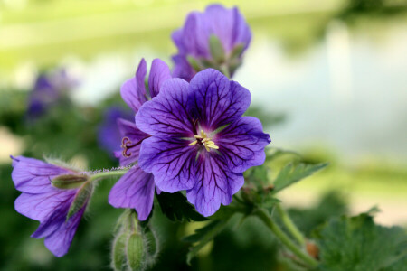 バックグラウンド, 花, フラワーズ, 紫の