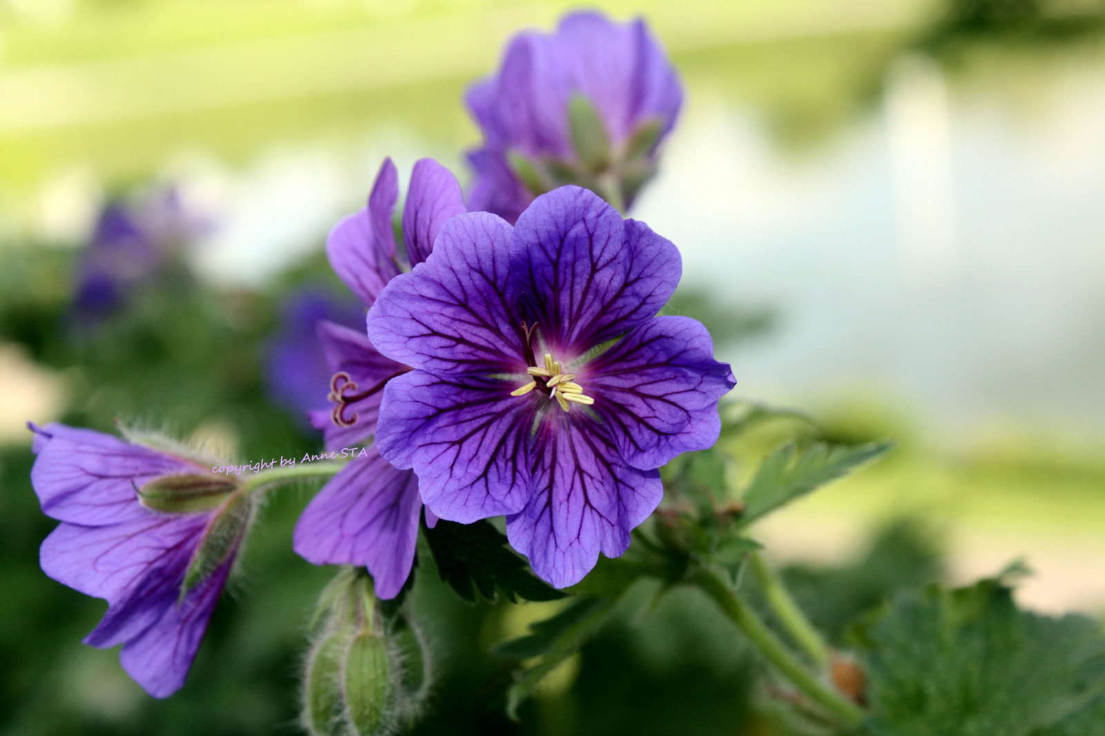 背景, 花卉, 花, 紫色