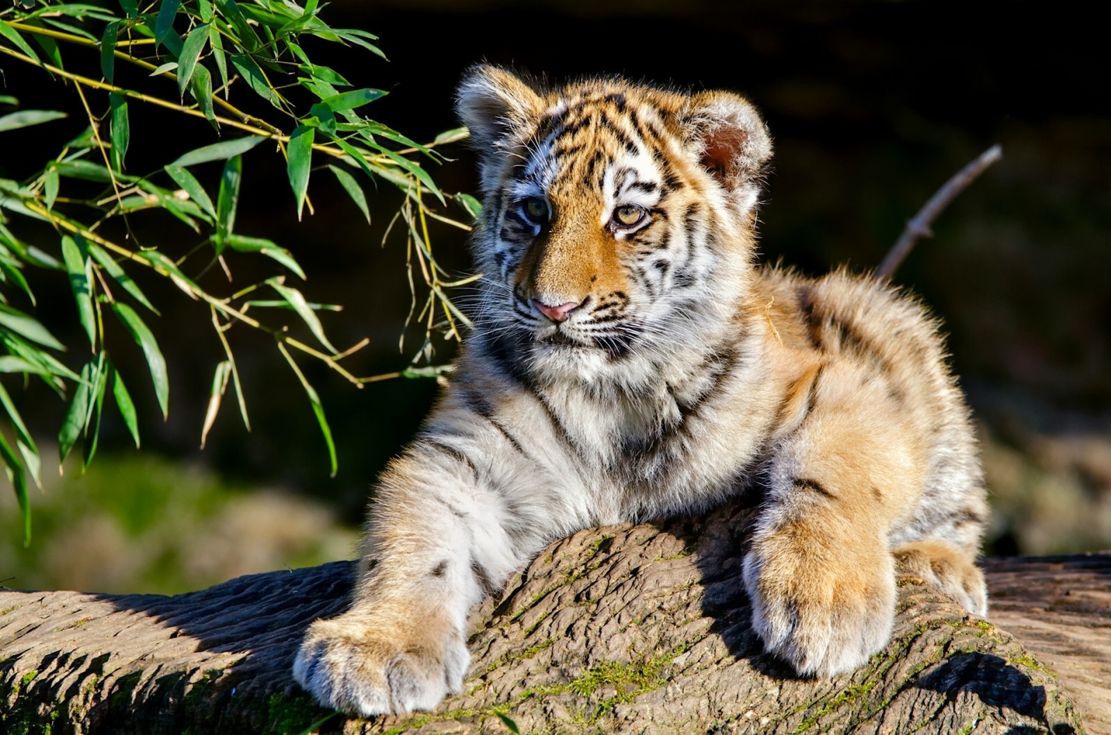 ranting, anak, kucing, harimau, harimau Amur