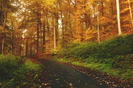 秋, 秋, 森林, 草, 葉, 自然, 道, トレイル