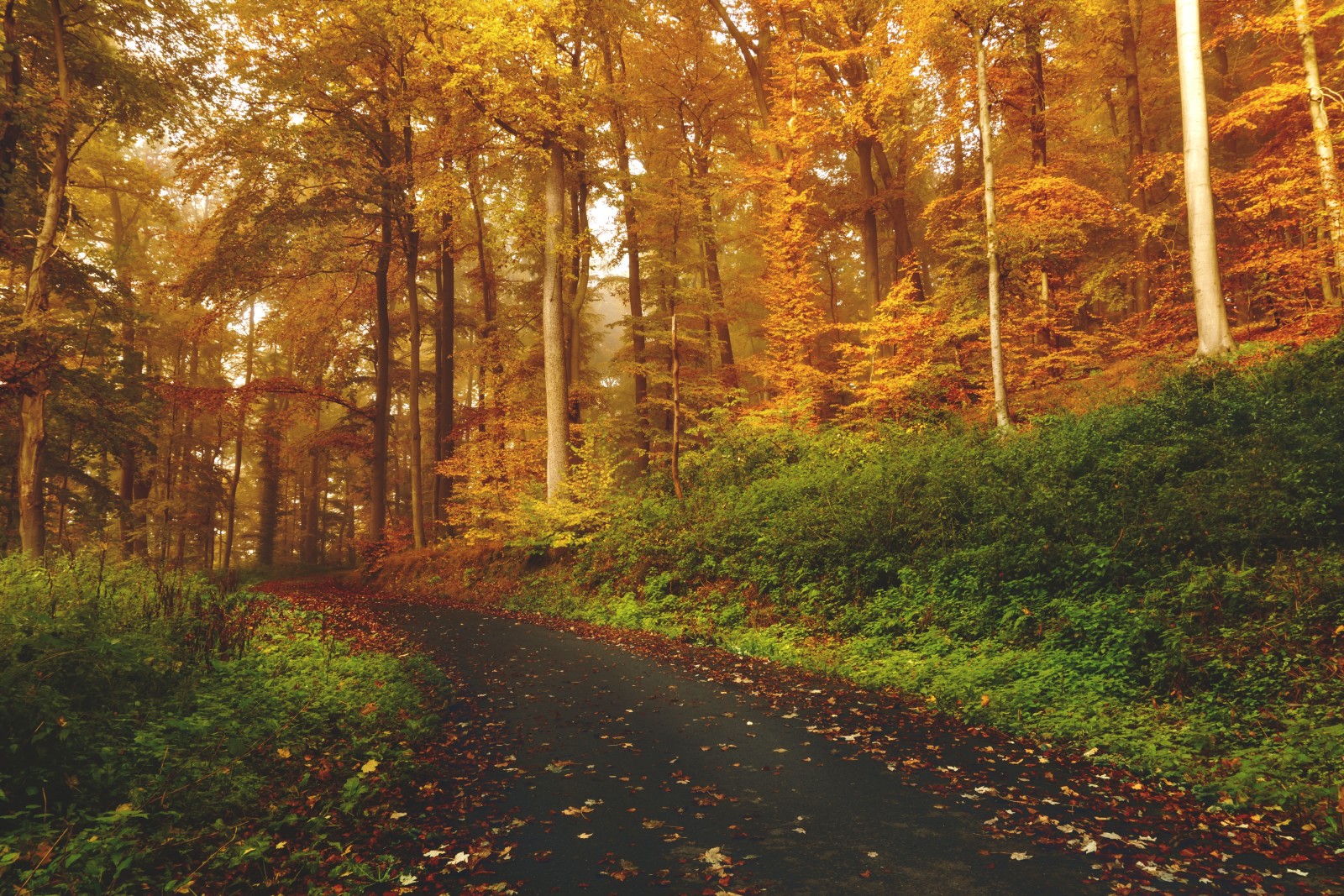 秋季, 森林, 草, 自然, 树木, 树叶, 路径, 落后