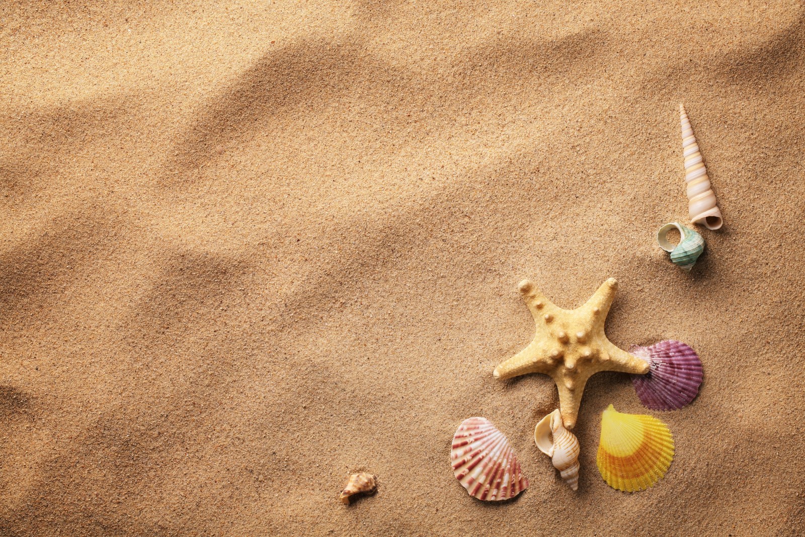 pasir, kulit, bintang laut, kerang