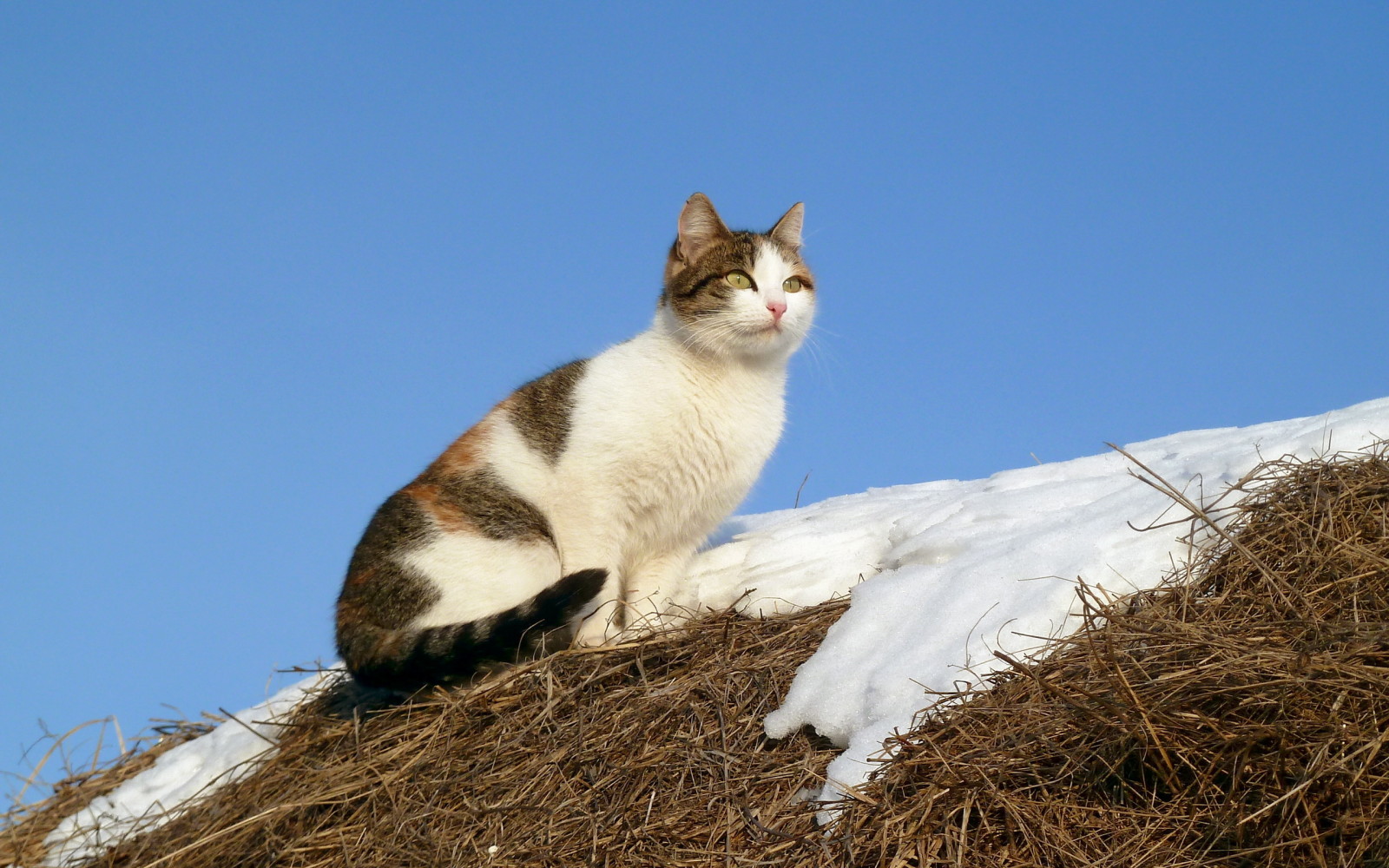 雪, 自然, 猫