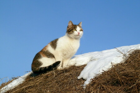 ネコ, 自然, 雪