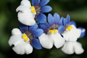 Latar Belakang, biru dan putih, bunga-bunga
