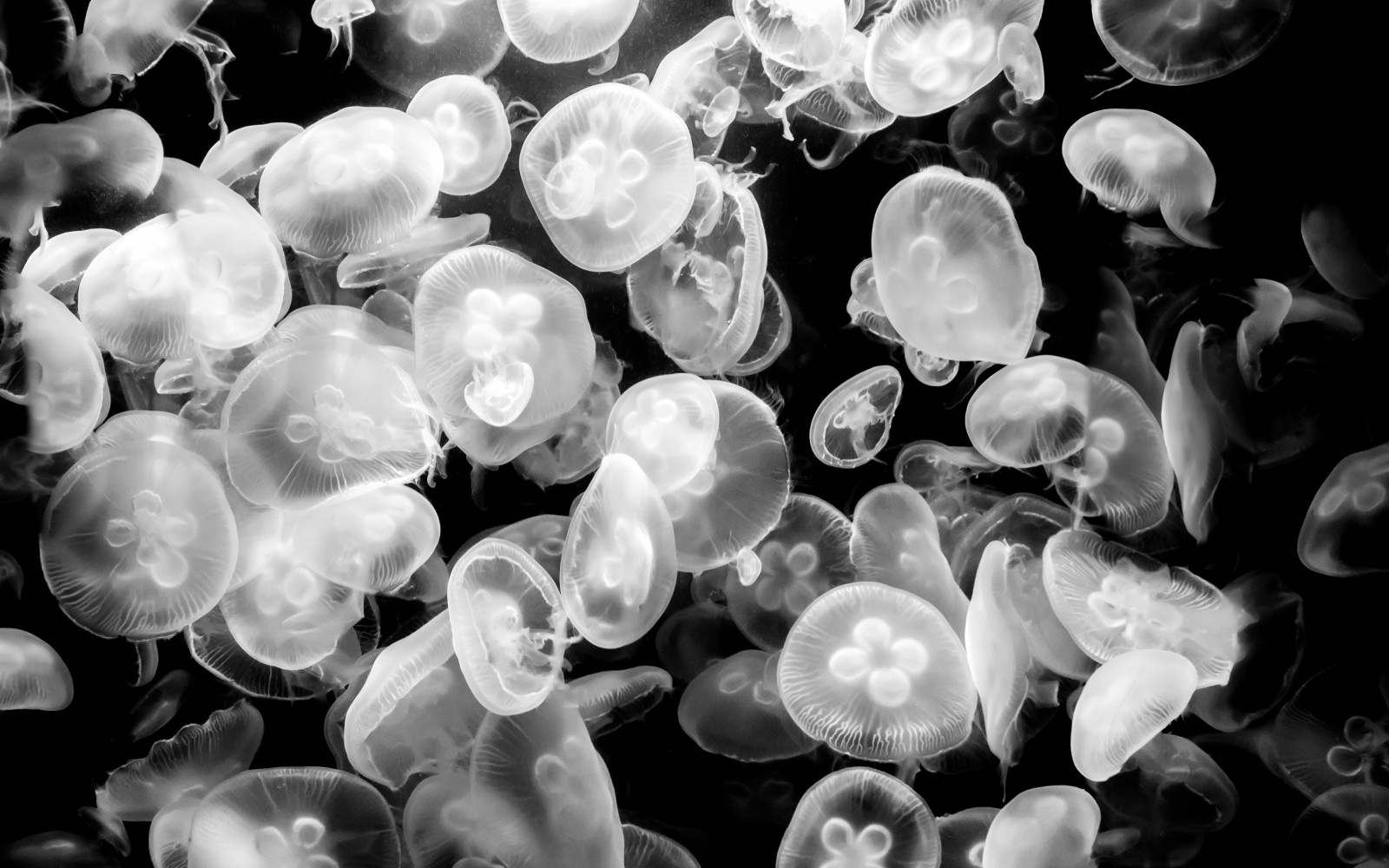 con sứa, thế giới dưới nước, con sứa. Thủy cung Berlin