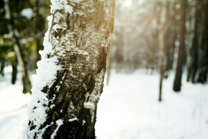 나무 껍질, 자작 나무, 눈, 태양, 나무, 겨울