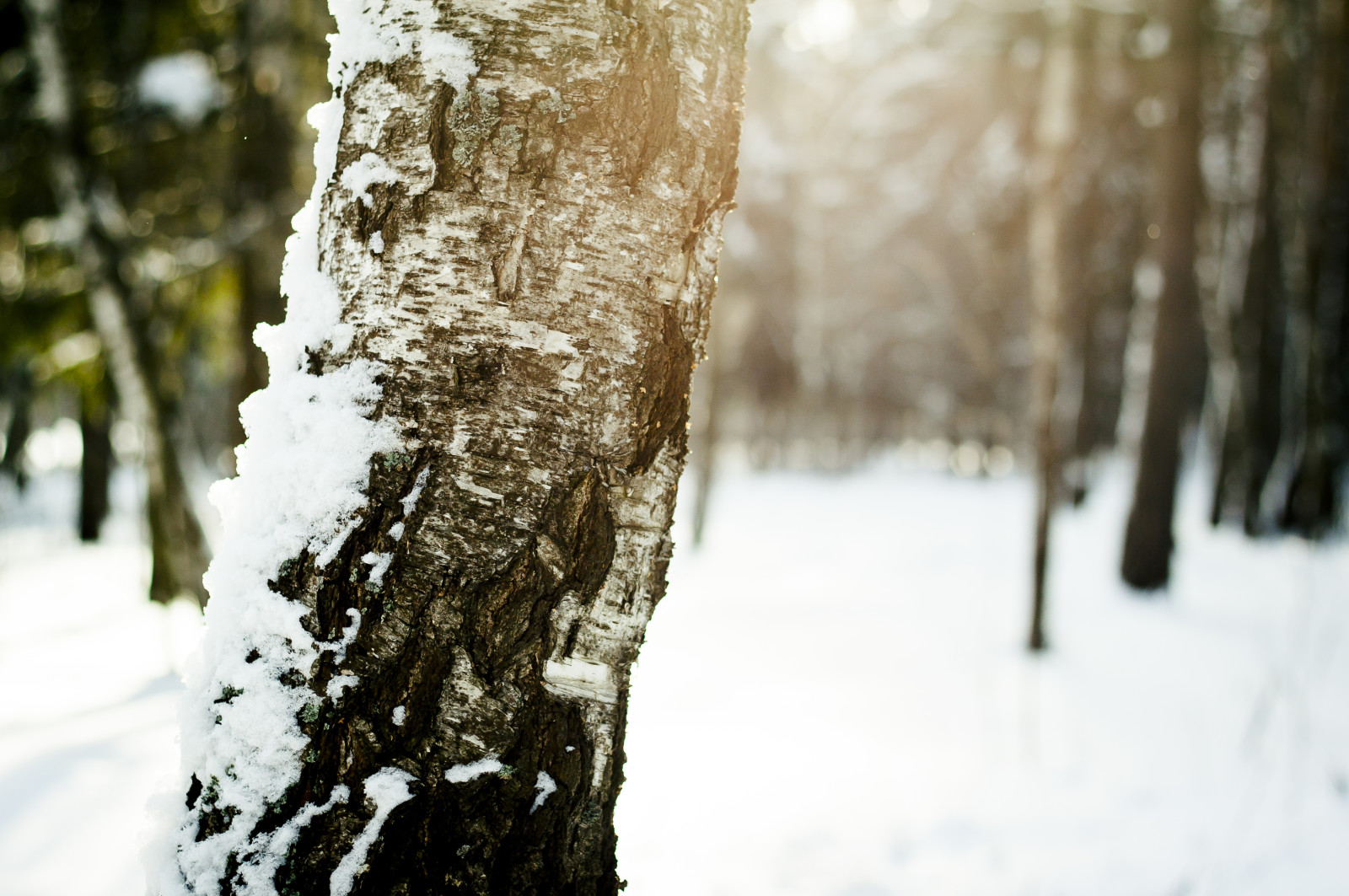 salju, pohon, musim dingin, matahari, kulit, Birch