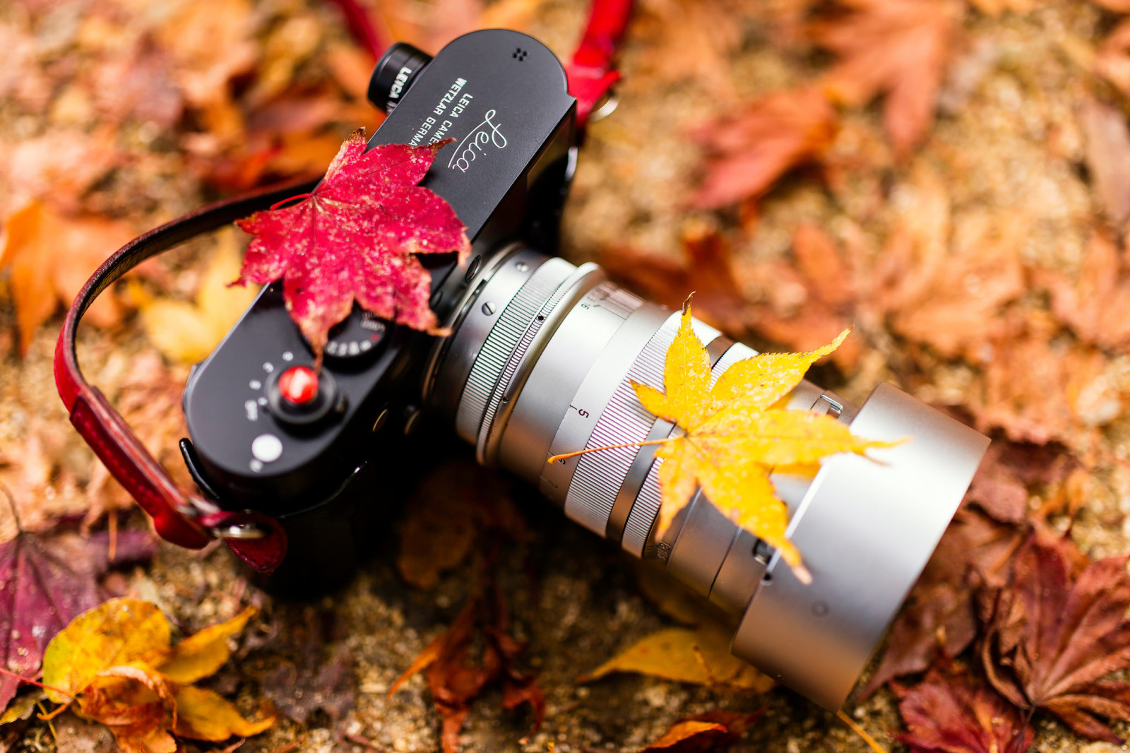 kamera, Leica, warna musim gugur