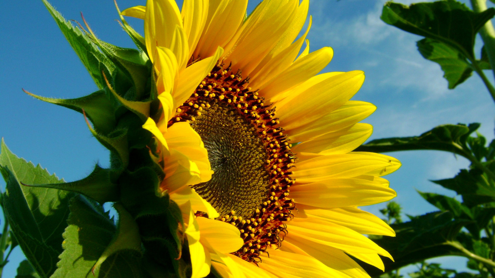 alam, langit, bunga, lembar, bunga matahari