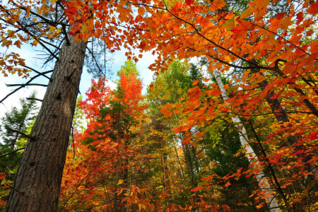 秋, 森林, 葉, 空, 木, トランク