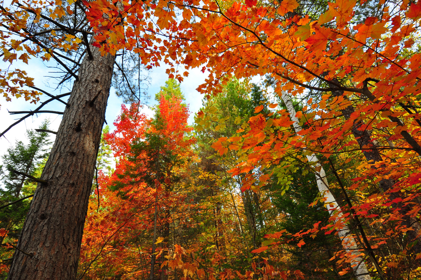 秋季, 森林, 天空, 树木, 树叶, 树干