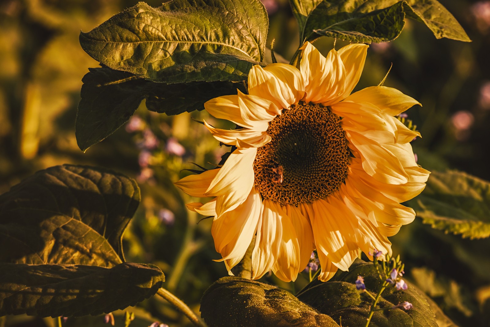 cahaya, Daun-daun, bunga, bunga matahari