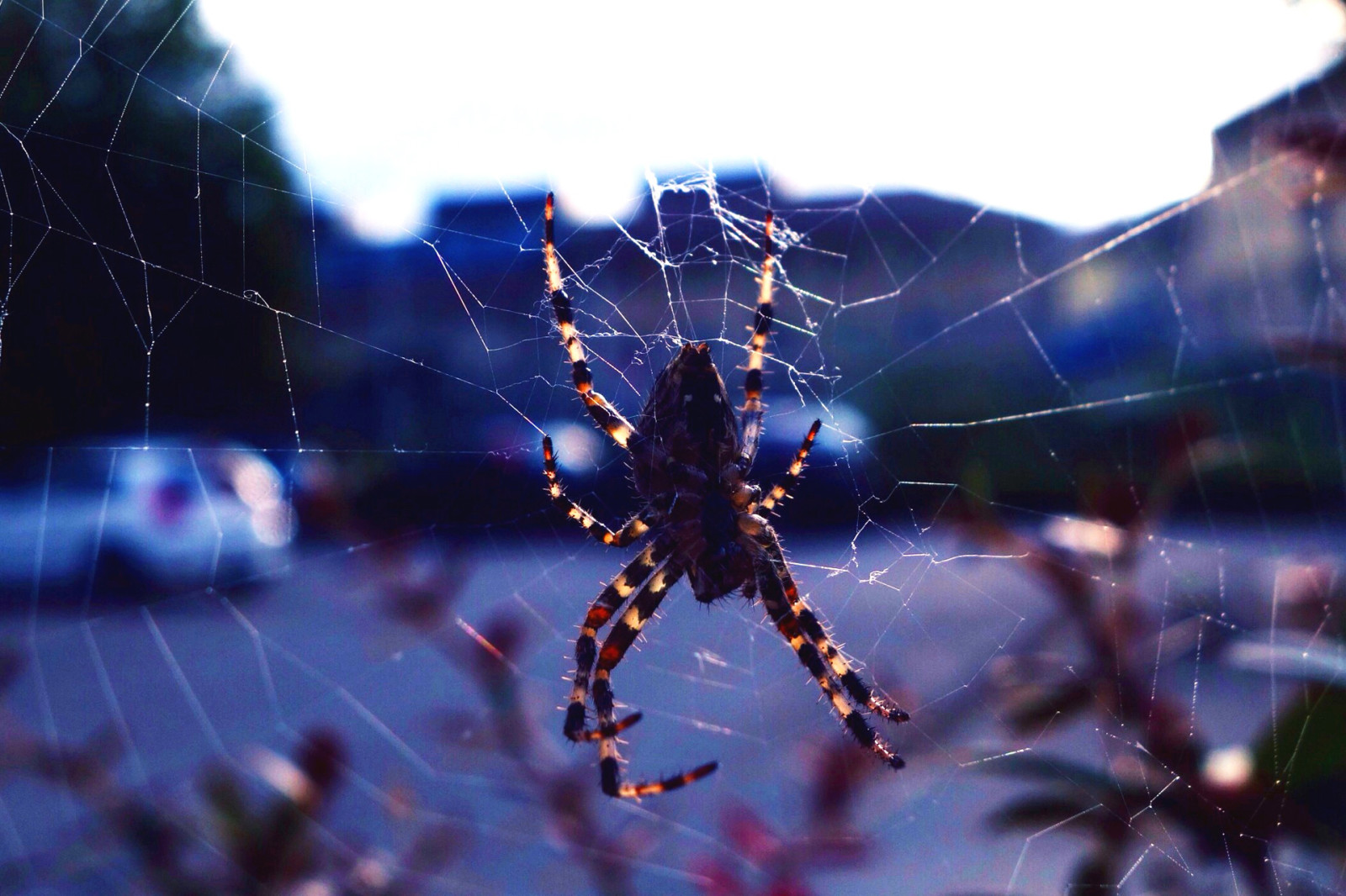 alam, Latar Belakang, kota, web, serangga, Laba-laba