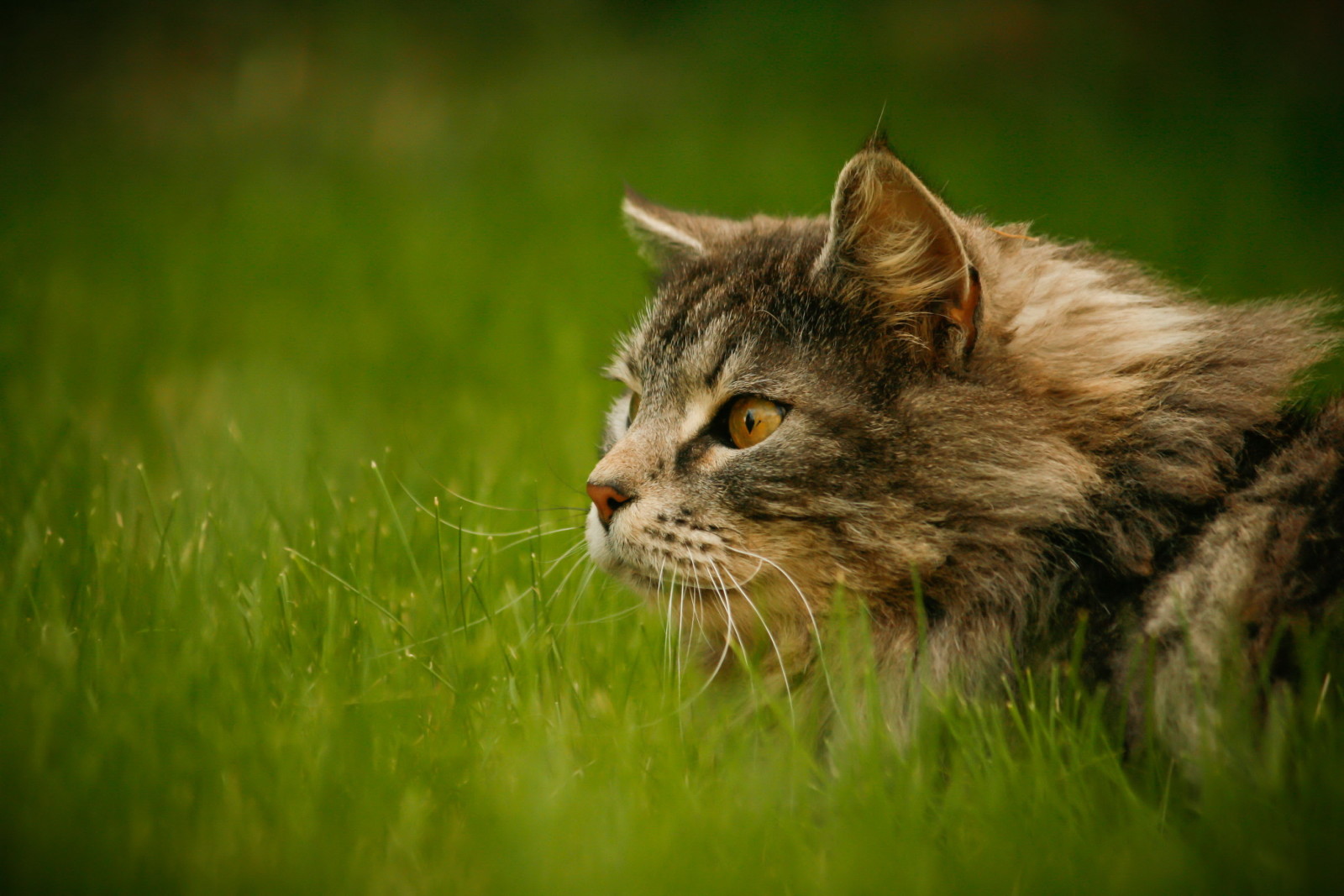 cỏ, nhìn, con mèo, màu xám, lông tơ, rau xanh, chú ý