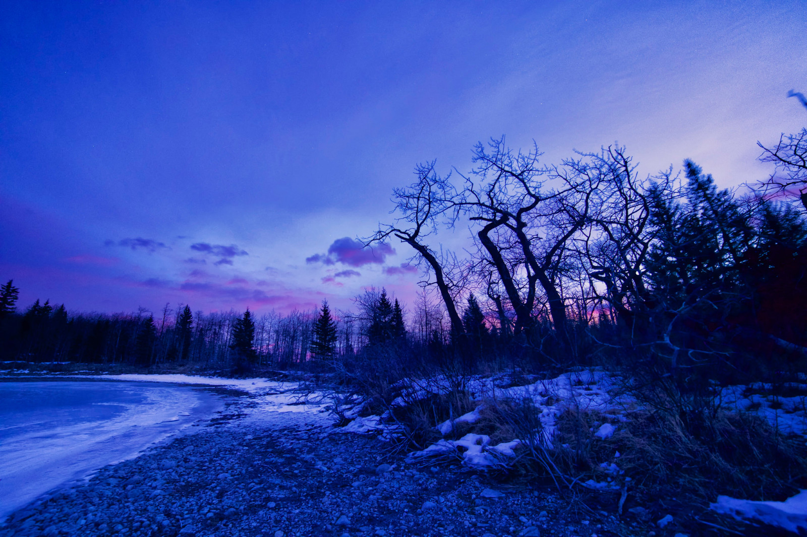 눈, 호수, 겨울, 나무, 새벽, 훤히 빛나다
