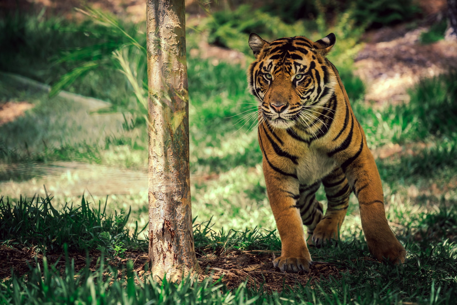 认证机构, 圣地亚哥, 老虎在运动, 野生动物园