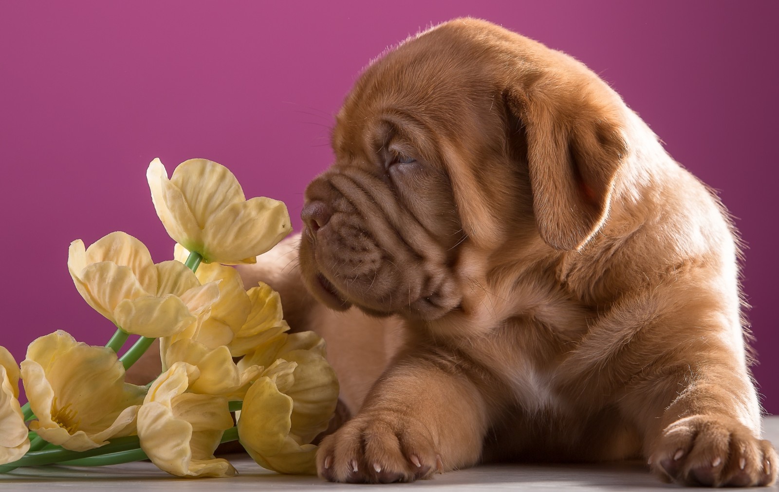 小狗, 花卉, 轮廓, 品种, Dogue de Bordeaux