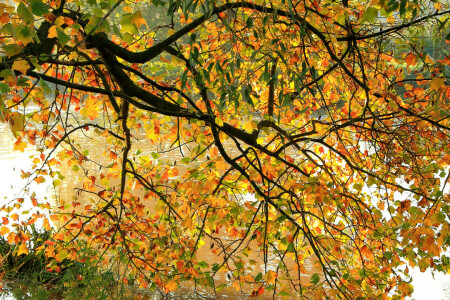 가을, 가지, 이파리, 강, 나무
