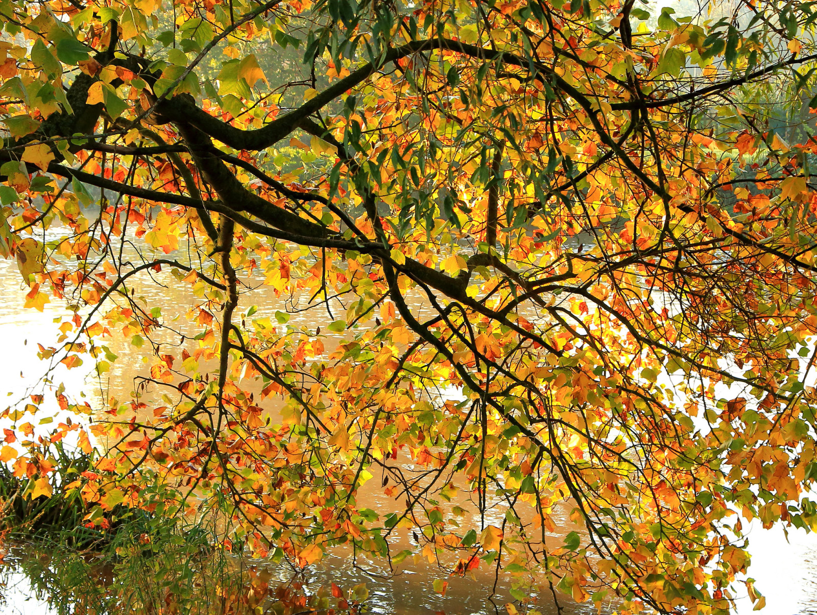 pohon, musim gugur, ranting, sungai, Daun-daun