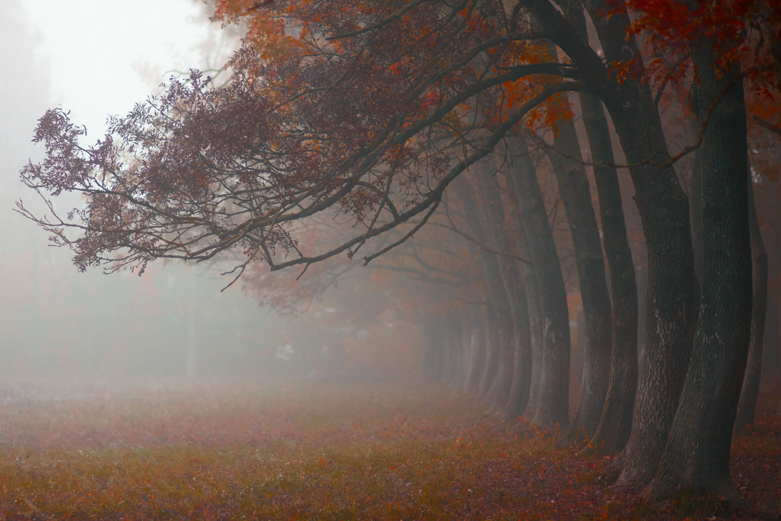秋季, 自然, 树木, 早上, 多雾路段, 十月