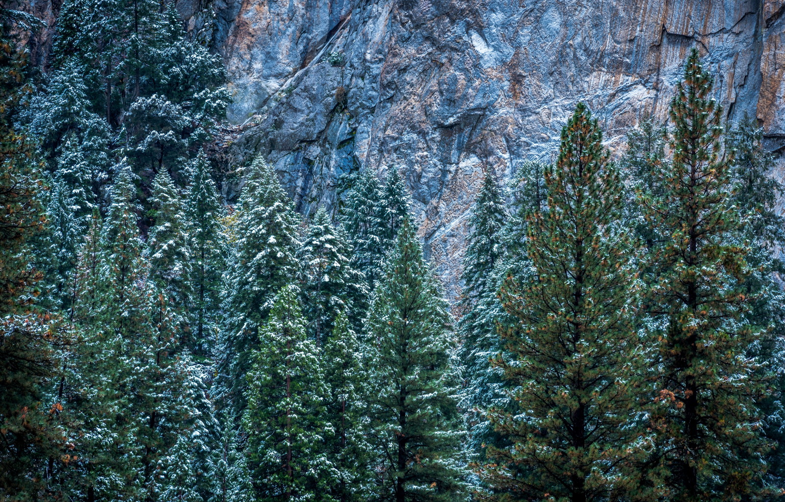 雪, 冬, 木, 米国, 岩, CA, ヨセミテ, ヨセミテ国立公園