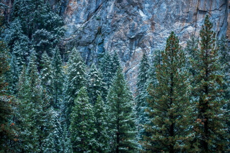 CA, 바위, 눈, 나무, 미국, 겨울, 요세미티, 요세미티 국립 공원