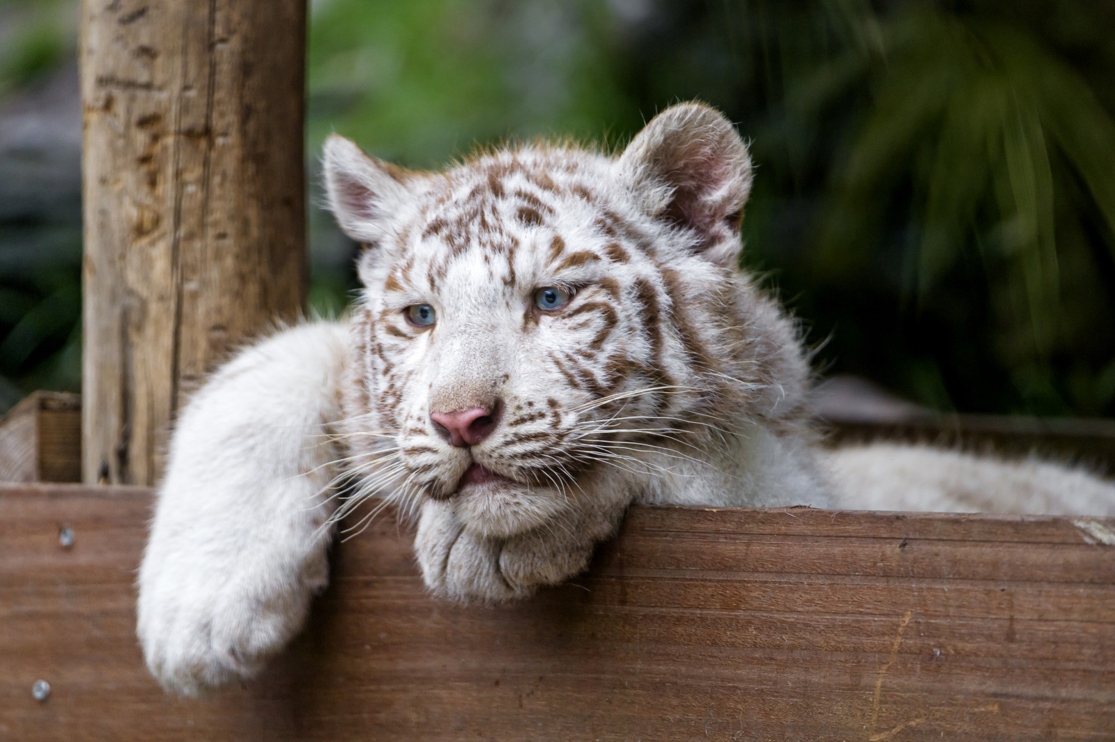 看, 猫, 蓝眼睛, 猫咪, 虎, 白老虎, ©Tambako美洲虎