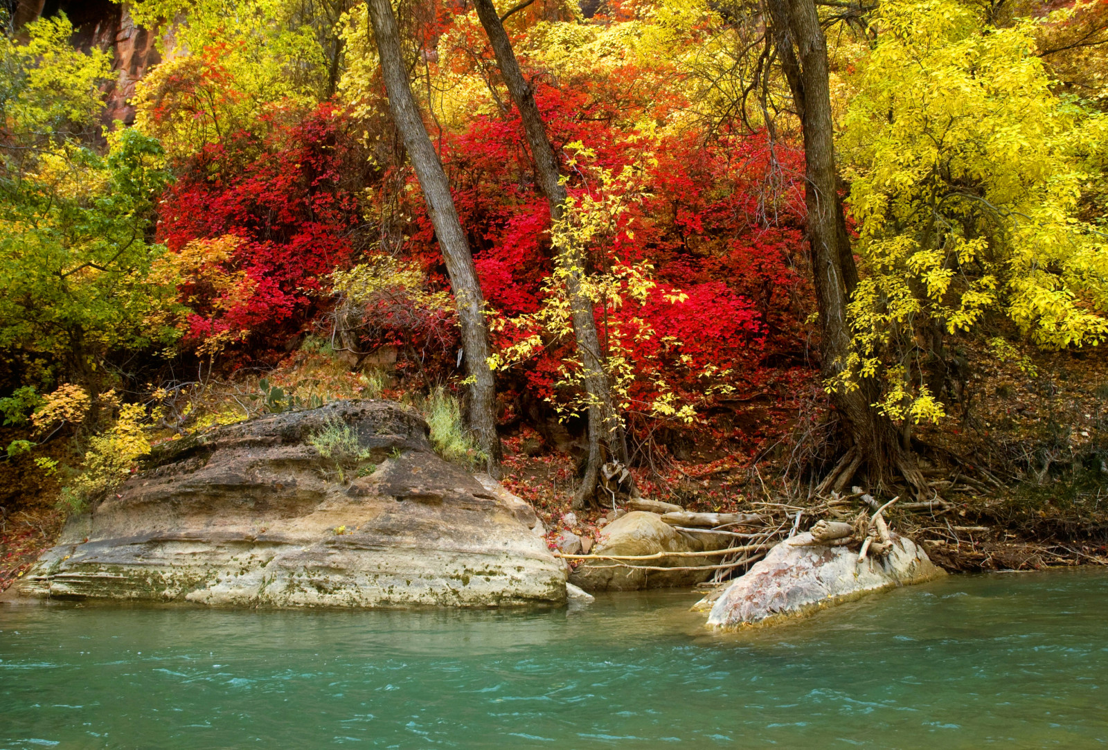 秋季, 森林, 河, 岸, 石头, 树木