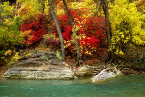 秋, 森林, 川, 岸, 石, 木