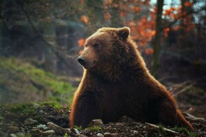 곰, 보케, 숲, 멋진, 초상화, 브루 인스