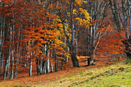 秋, 森林, 草, スロープ, 木