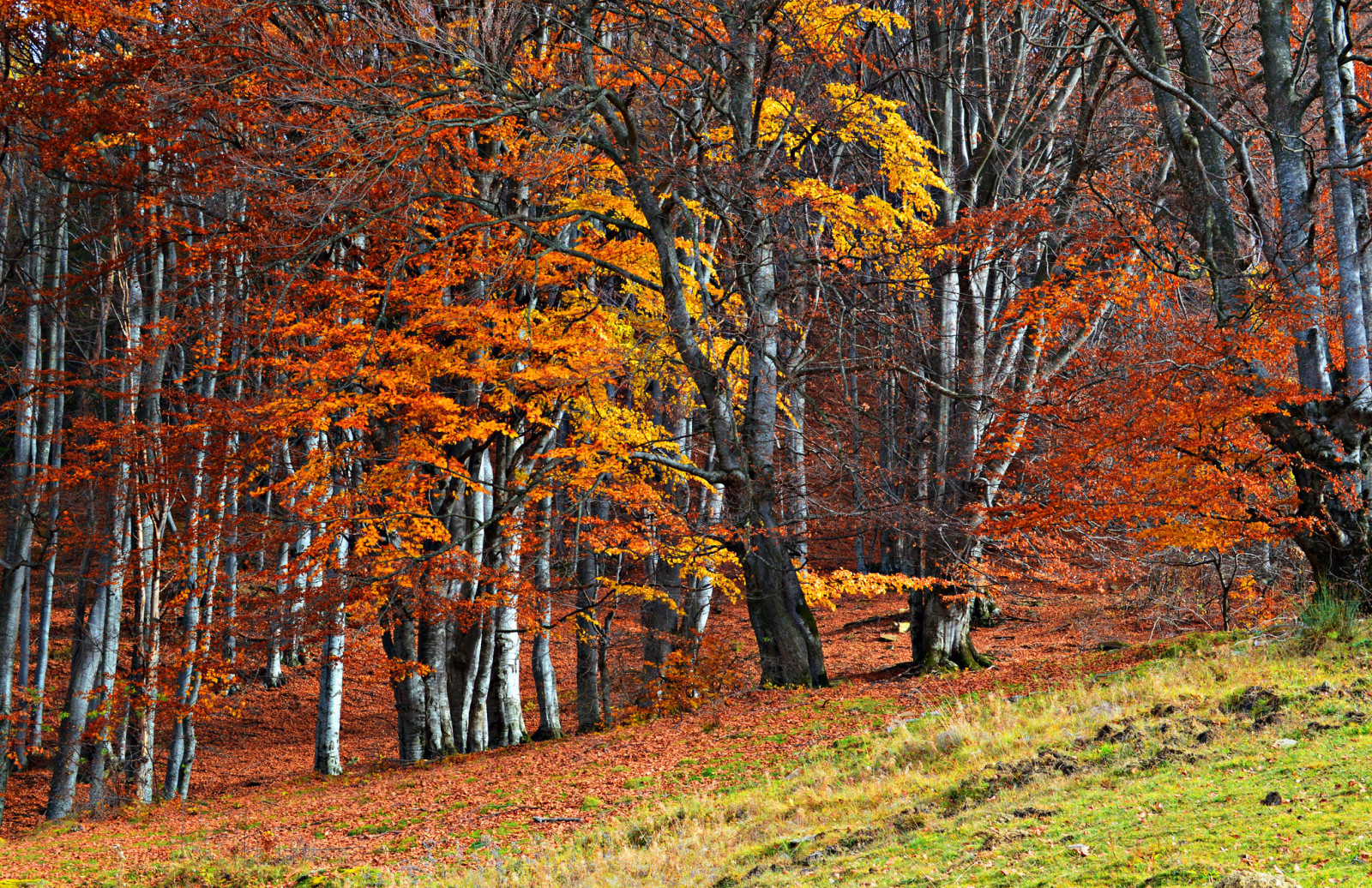 가을, 숲, 잔디, 나무, 경사