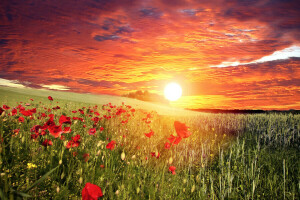 những đám mây, cánh đồng, những bông hoa, cỏ, Maki, màu đỏ, Hoàng hôn, bầu trời