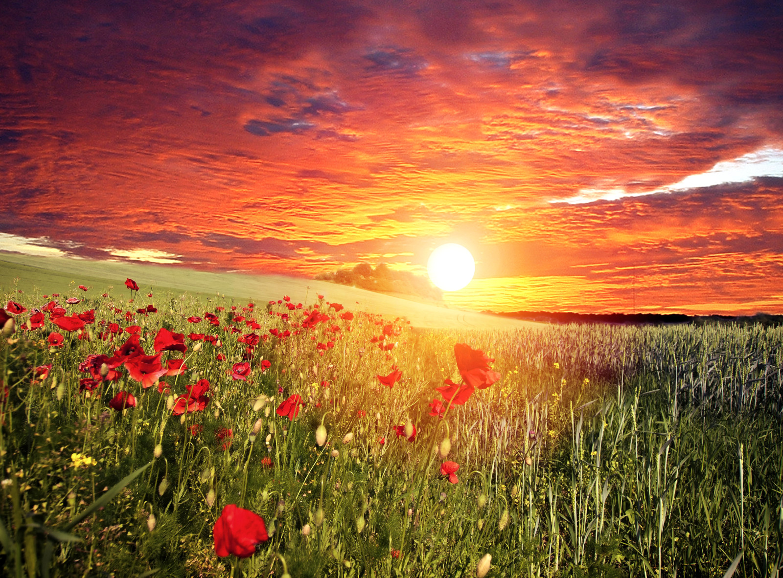 rumput, langit, matahari terbenam, merah, bidang, bunga-bunga, awan, matahari