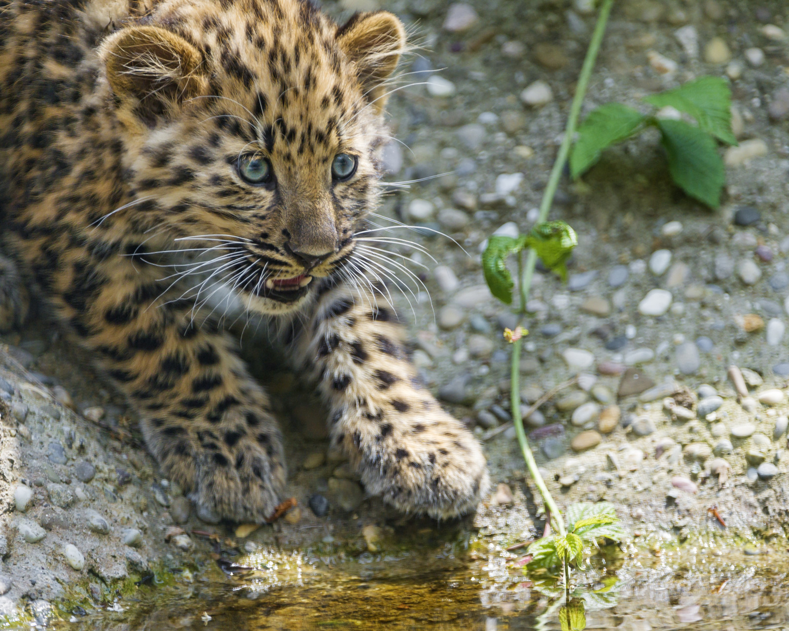 Lihat, kucing, batu, anak, kucing, Macan tutul, Amur, © Tambako The Jaguar