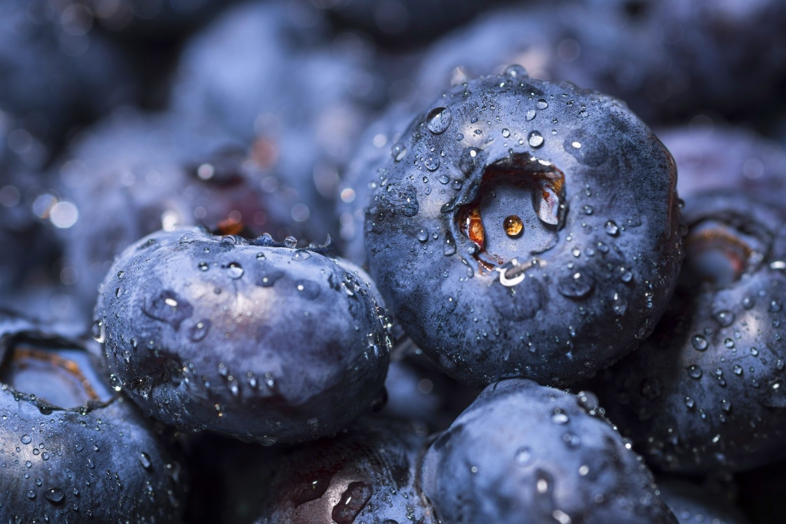 巨集, 浆果, 蓝莓
