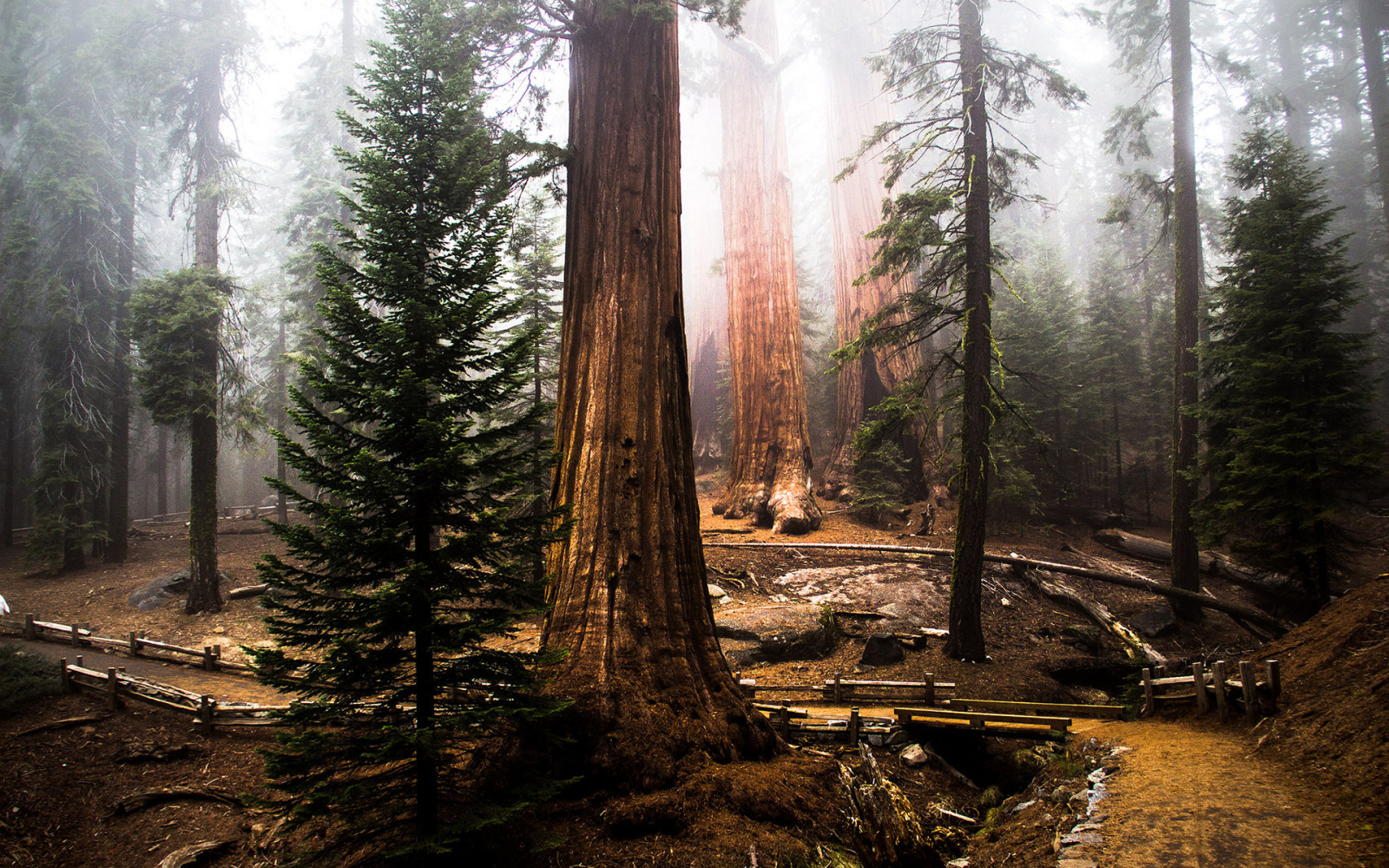 cây, rừng, Sequoia, Gỗ đỏ