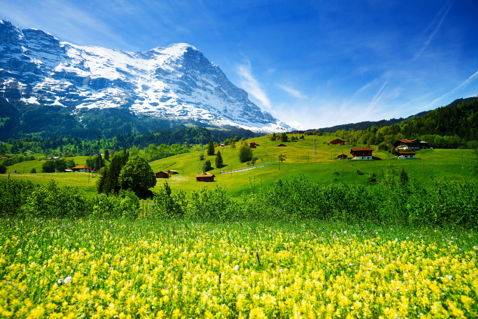 숲, 잔디, 스위스, 푸성귀, 들, 꽃들, 산, 골짜기
