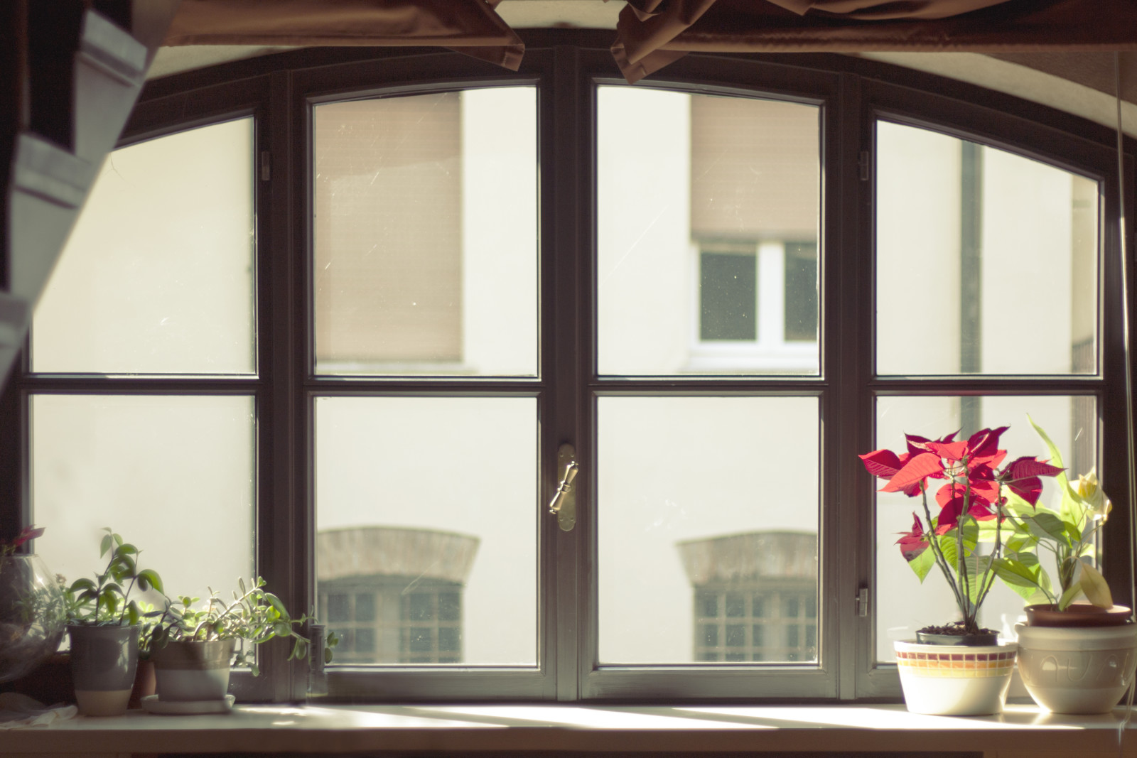 กระจก, ดอกไม้, หน้าต่าง, หม้อ