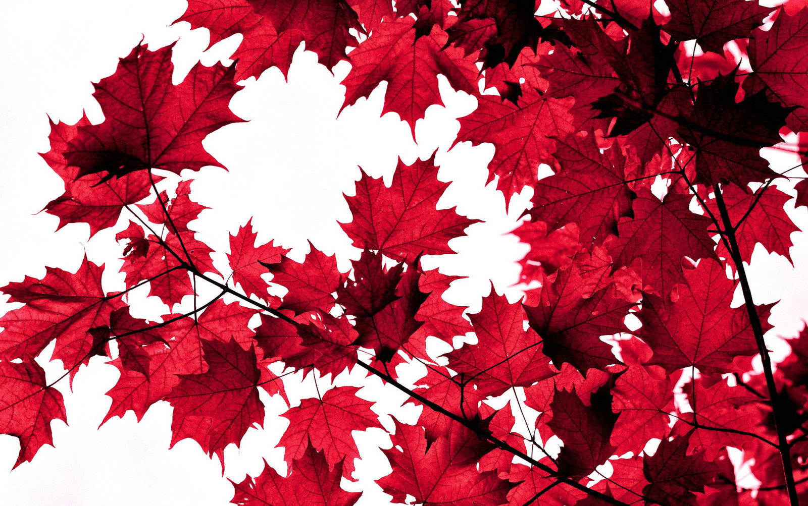 秋季, 树叶, 科, 枫, 深红色