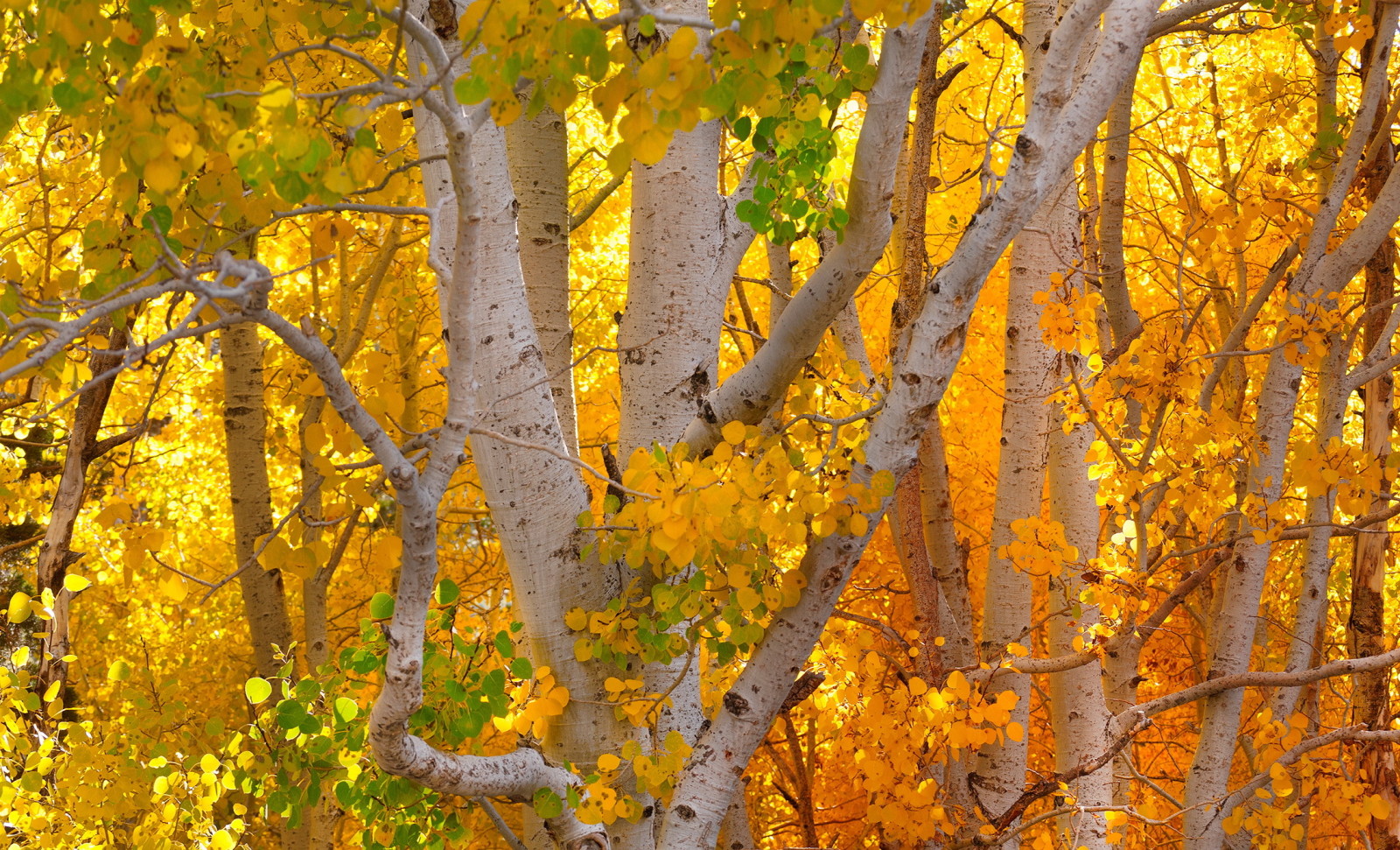 나무, 가을, 단풍