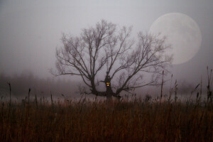cabang, semak, bidang, kabut, Halloween, malam, Bulan, pohon