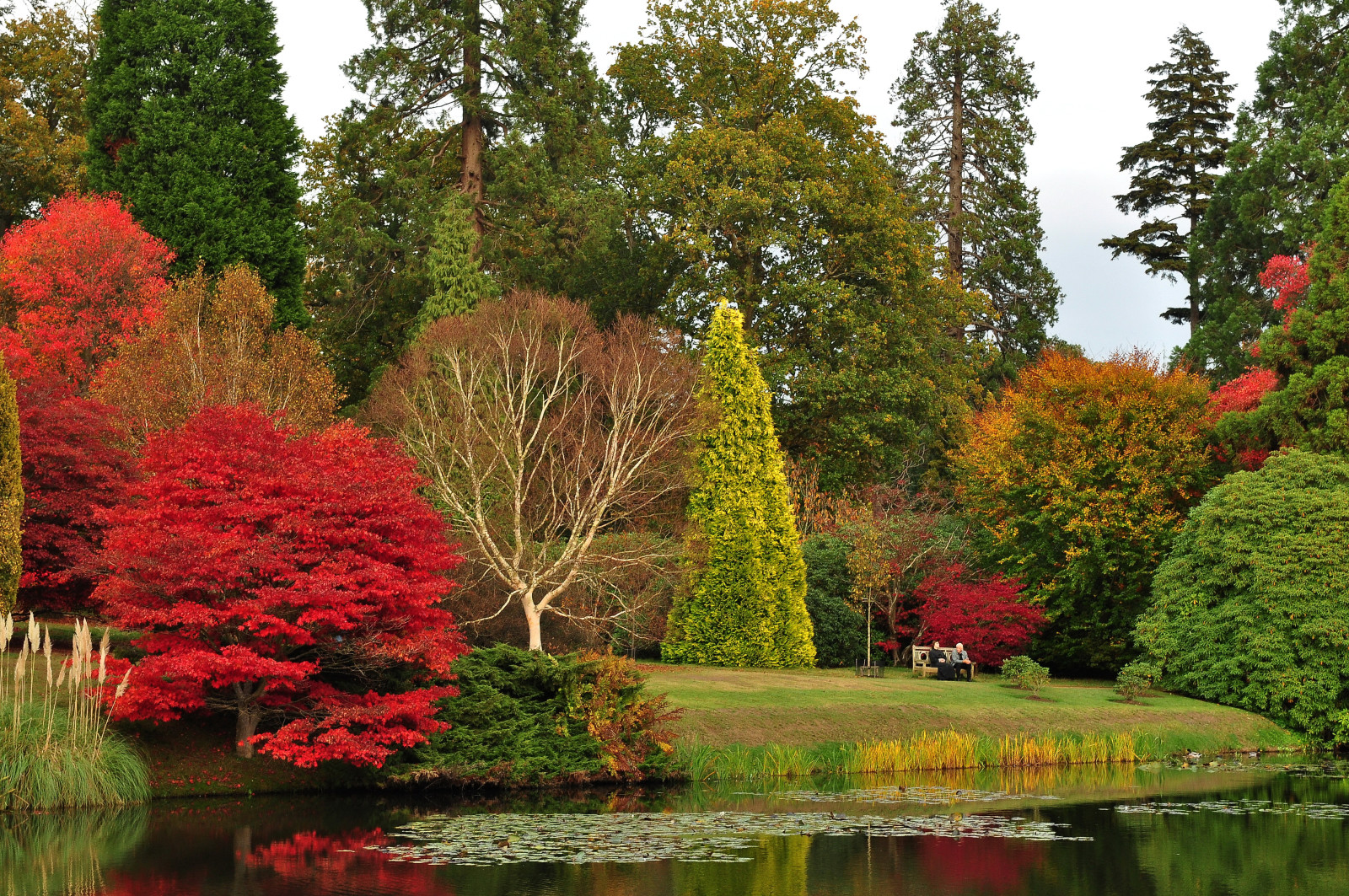 秋季, 公园, 树木, 草坪, 池塘, 英国, 留, 板凳