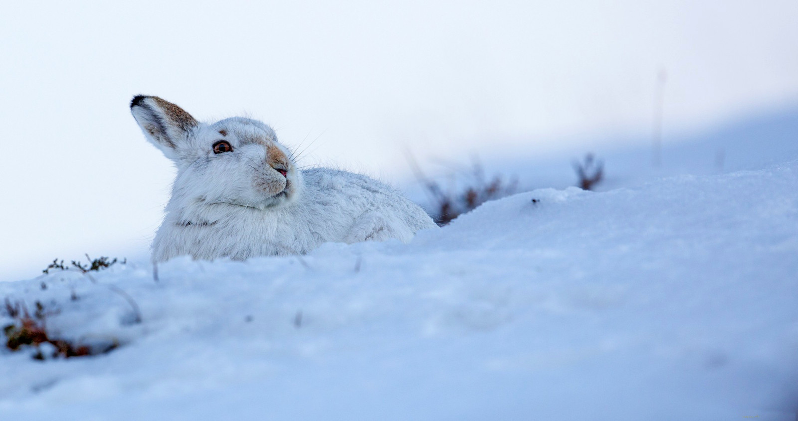 雪, 冬, 白い, 耳, 野ウサギ