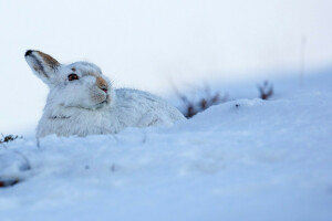 耳, 野ウサギ, 雪, 白い, 冬
